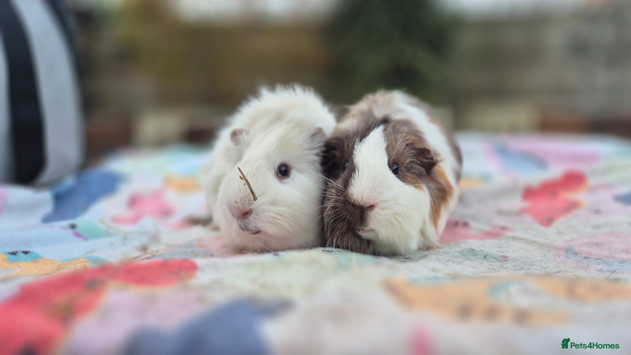 Guinea Pig rodents Bonded Brothers  - Advert 12