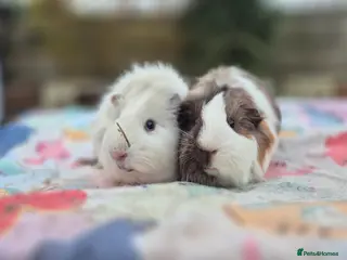 Guinea Pig rodents Bonded Brothers - Advert 2
