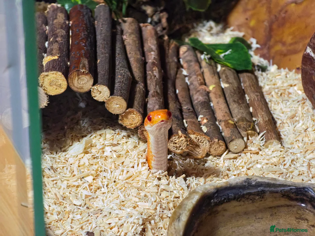 Corn Snake reptiles for sale: Pete- the Fire Stripe Cornsnake  in Nottingham - Advert 2