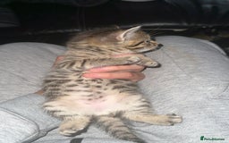 Domestic Shorthair cats for sale: Adorable tabby/bengal kittens to a good home - Image 13