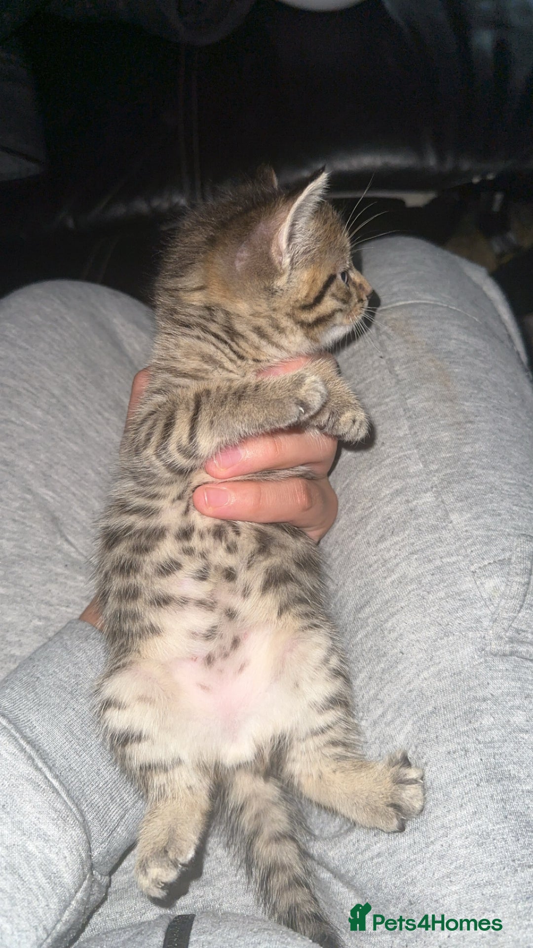 Domestic Shorthair cats for sale: Adorable tabby/bengal kittens to a good home - Image 13