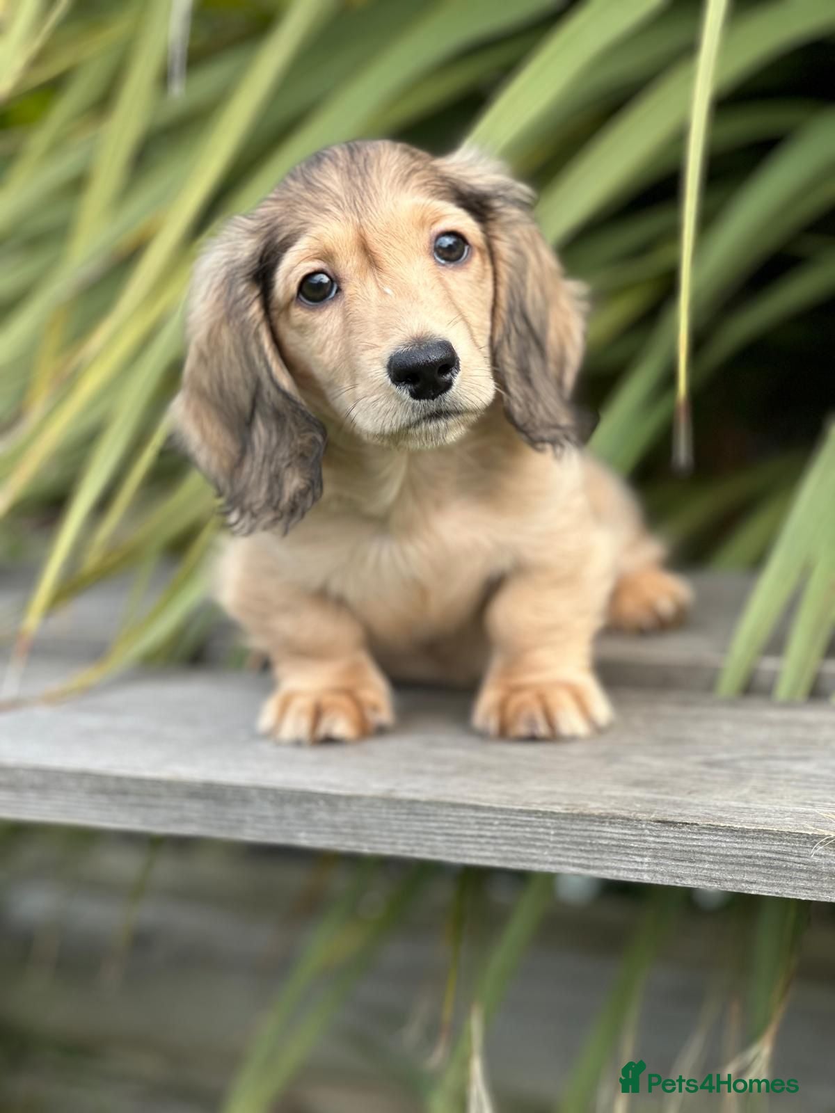 Miniature Dachshund dogs Mini longhaired shaded cream dachshund  - Advert 11