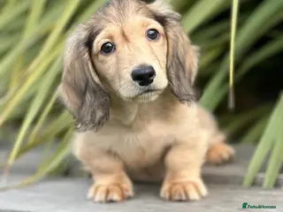 Miniature Dachshund dogs Mini longhaired shaded cream dachshund - Advert 11