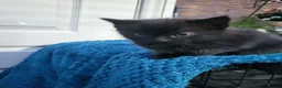 Mixed Breed cats for sale: Beautiful kitten  - Advert 1