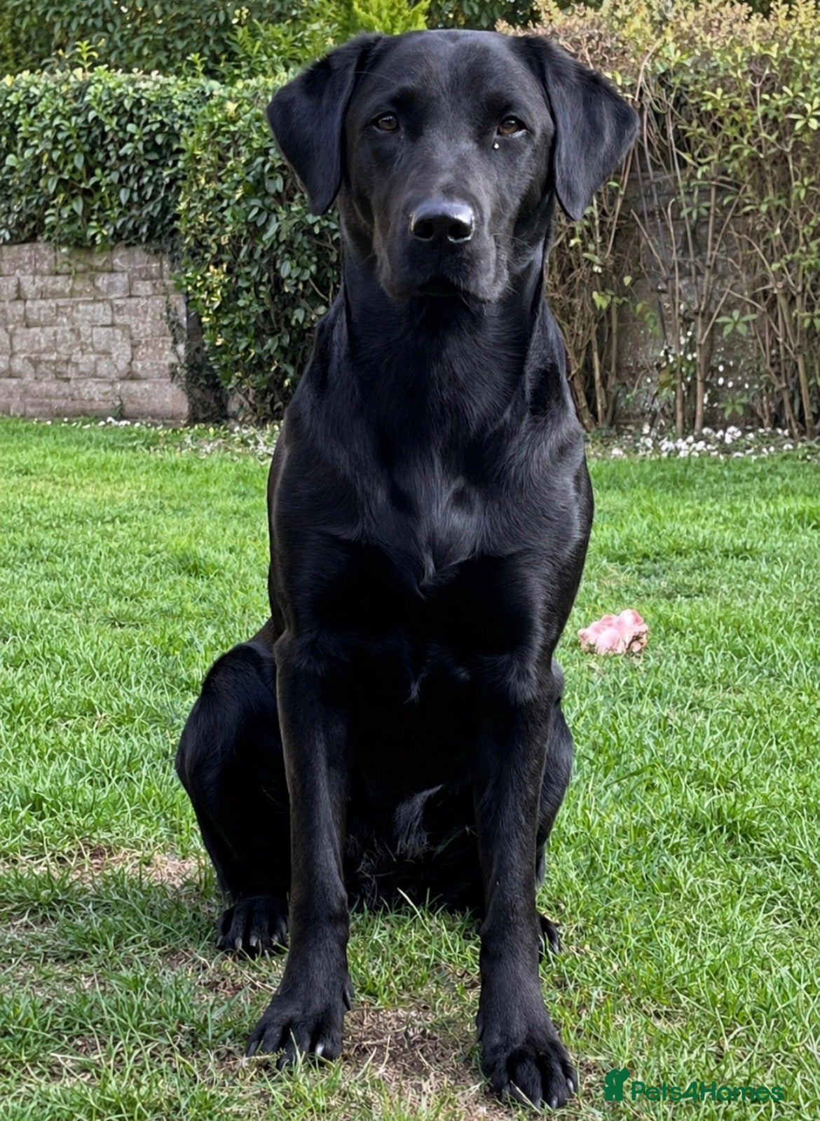 Labrador Retriever dogs 6th Generation KC Pedigree Labrador Retriever  - Advert 1