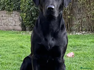 Labrador Retriever dogs 6th Generation KC Pedigree Labrador Retriever pups - Advert 5