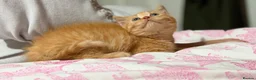 British Shorthair cats for sale: Rare Red British Shorthair Kittens - Advert 7