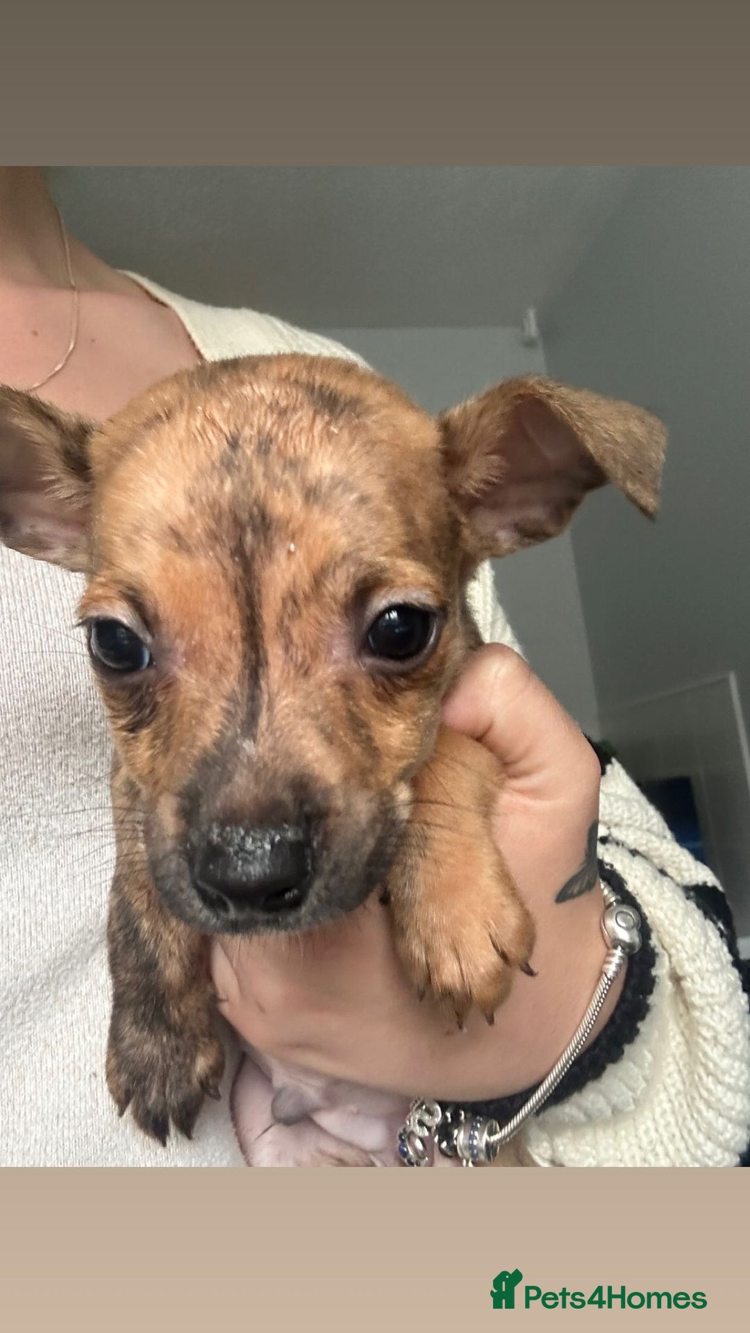 Staffordshire Bull Terrier dogs for sale: 3 staffy puppies  - Image 1