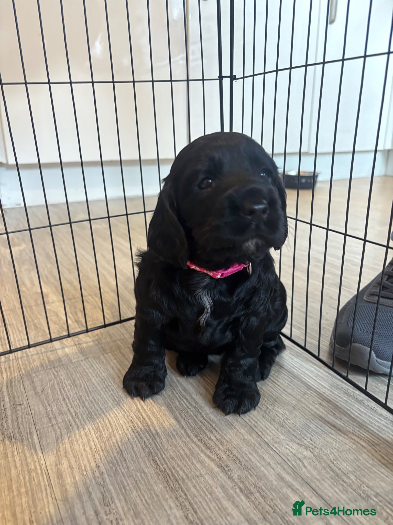 Cocker Spaniel dogs Working Cocker Spaniel Puppies  - Advert 18