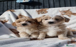 Maltipoo dogs for sale: Beautiful Maltipoo Babies - Image 17