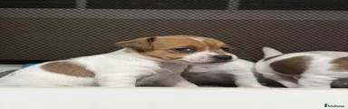 Jack Russell Puppy 1