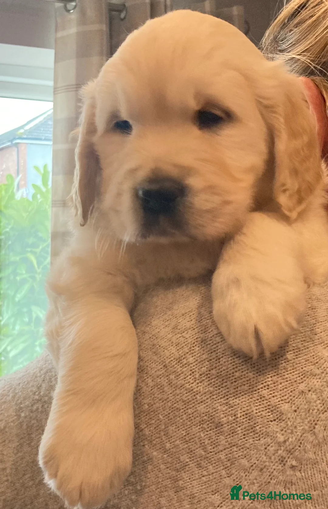 Golden Retriever dogs for stud: ORLAGOLD LUCK OF THE IRISH 🍀 (Duke) in Cheadle - Advert 9