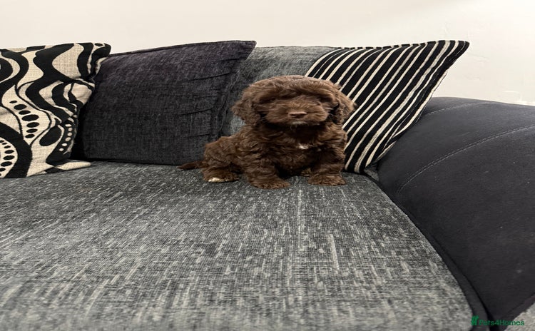 Cockapoo dogs Gorgeous F1 Cockapoo  - Advert 2