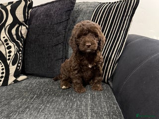 Cockapoo dogs Gorgeous F1 Cockapoo - Advert 11