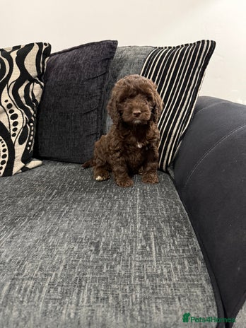 Cockapoo dogs Gorgeous F1 Cockapoo - Advert 2