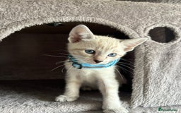 Siamese cats for sale: Siamese Lynx Kittens – 3 Boys & 3 Girls - Image 5