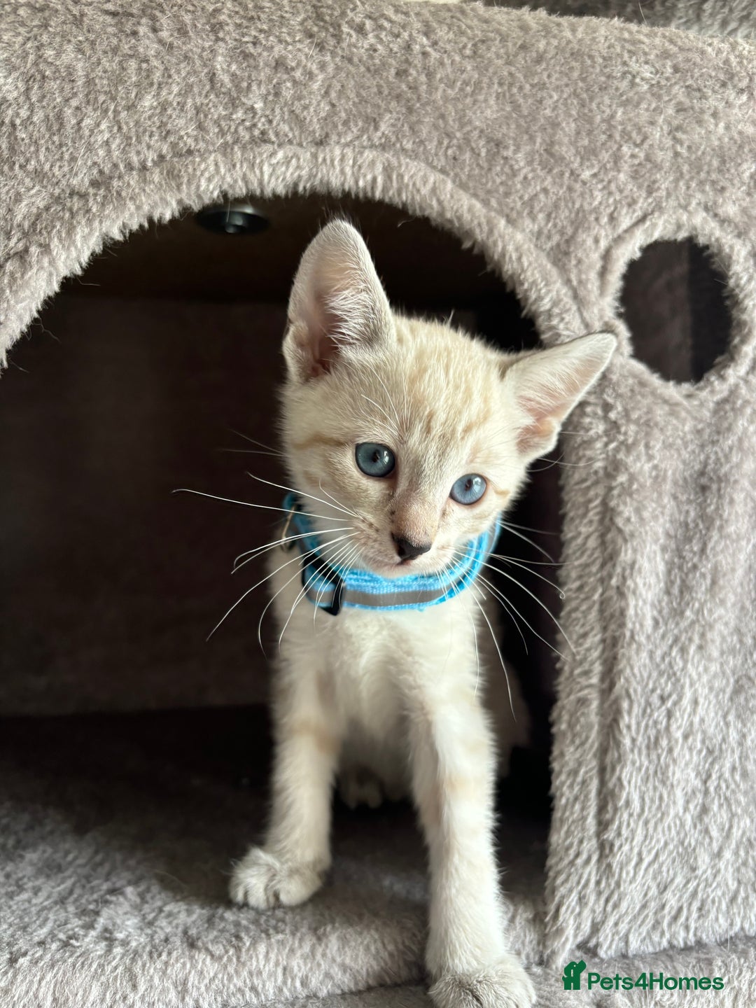 Siamese cats for sale: Siamese Lynx Kittens – 3 Boys & 3 Girls - Image 5