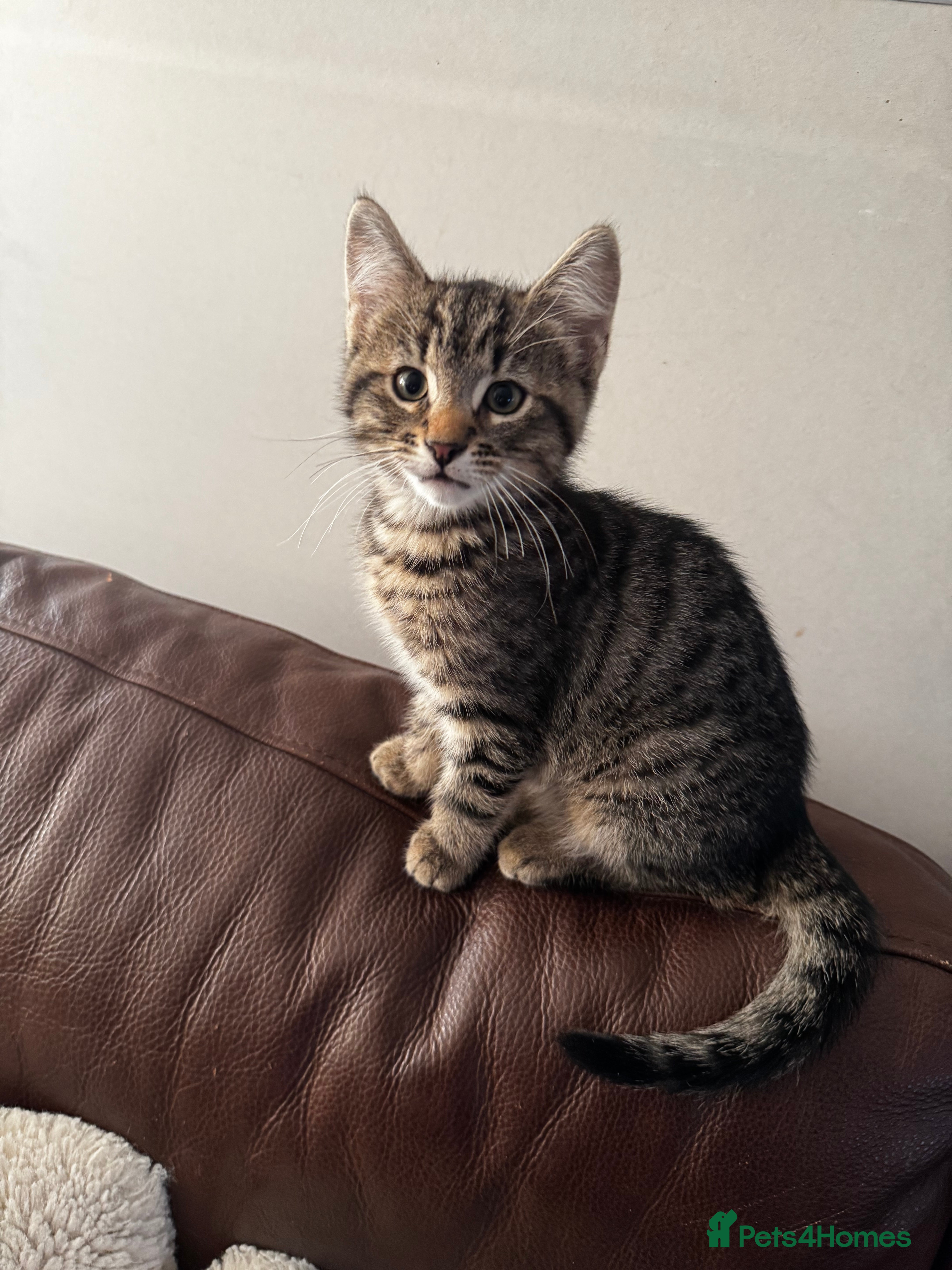 Mixed Breed cats Male tabby kitten  - Advert 5
