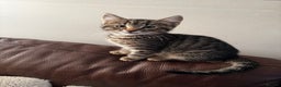 Mixed Breed cats for sale: Male tabby kitten  - Advert 1