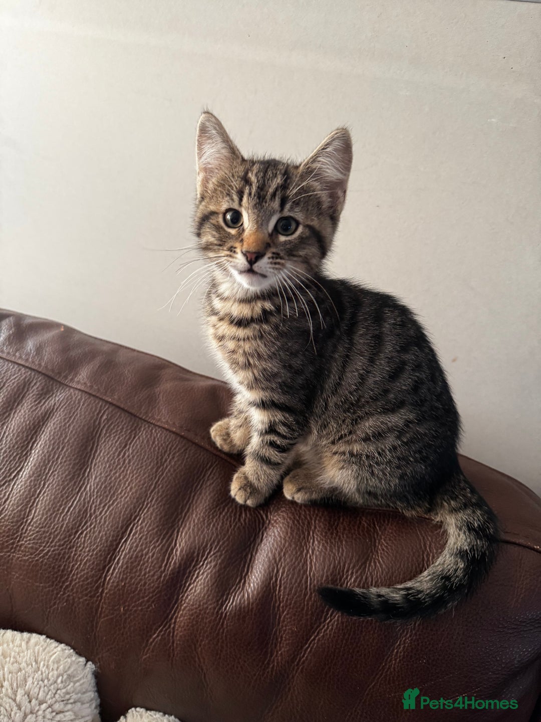 Mixed Breed cats for sale: Male tabby kitten  - Advert 1