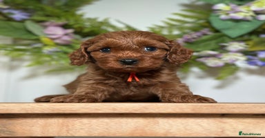 Cavapoo dogs - Advert 4