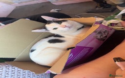 American Shorthair cats for sale: Cat for sale  - Image 3