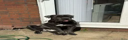 Cane Corso dogs for sale: Gorgeous Male Blue Cane Corso  in Manchester - Advert 3