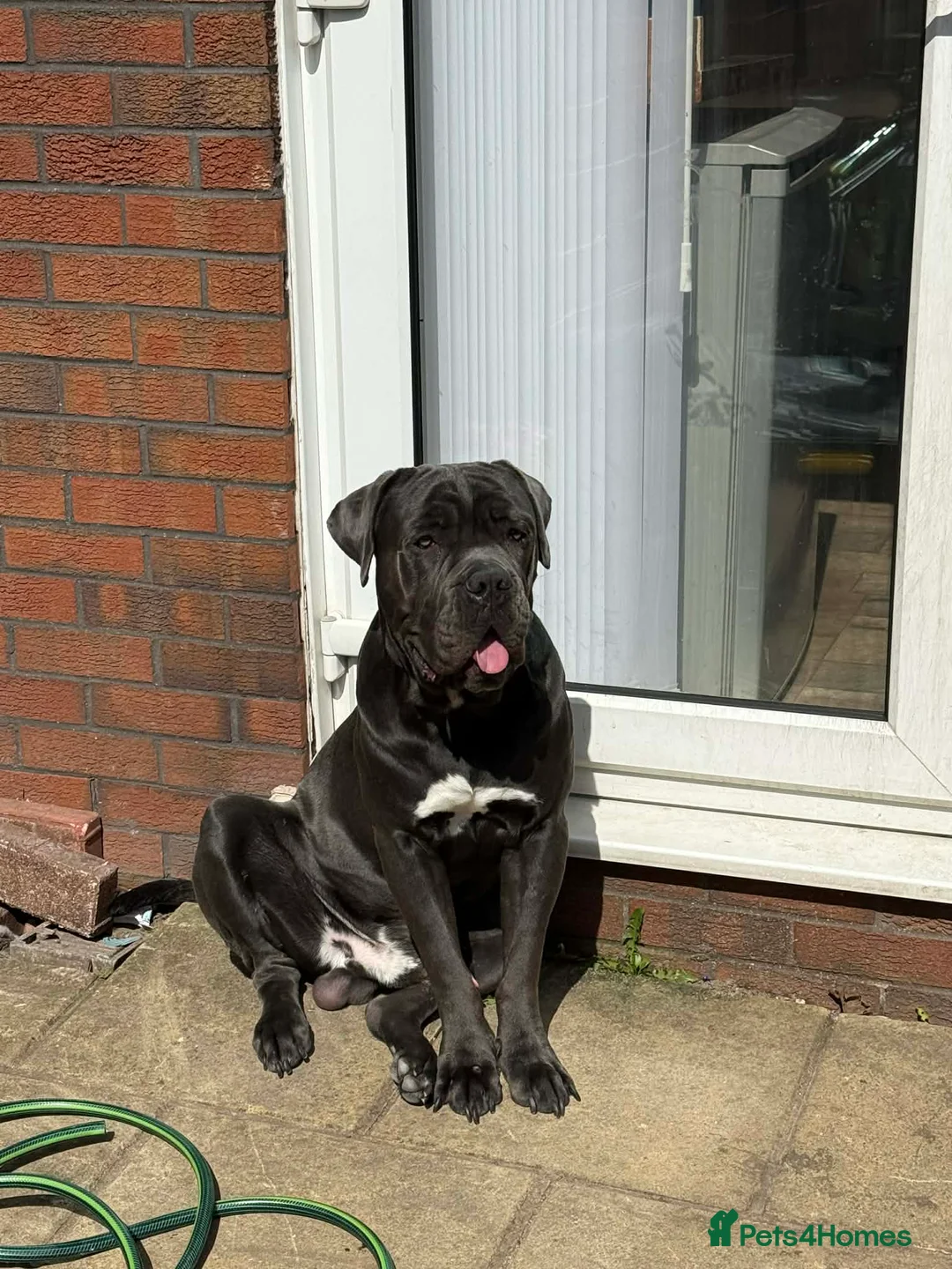 Cane Corso dogs for sale: Gorgeous Male Blue Cane Corso  in Manchester - Advert 3