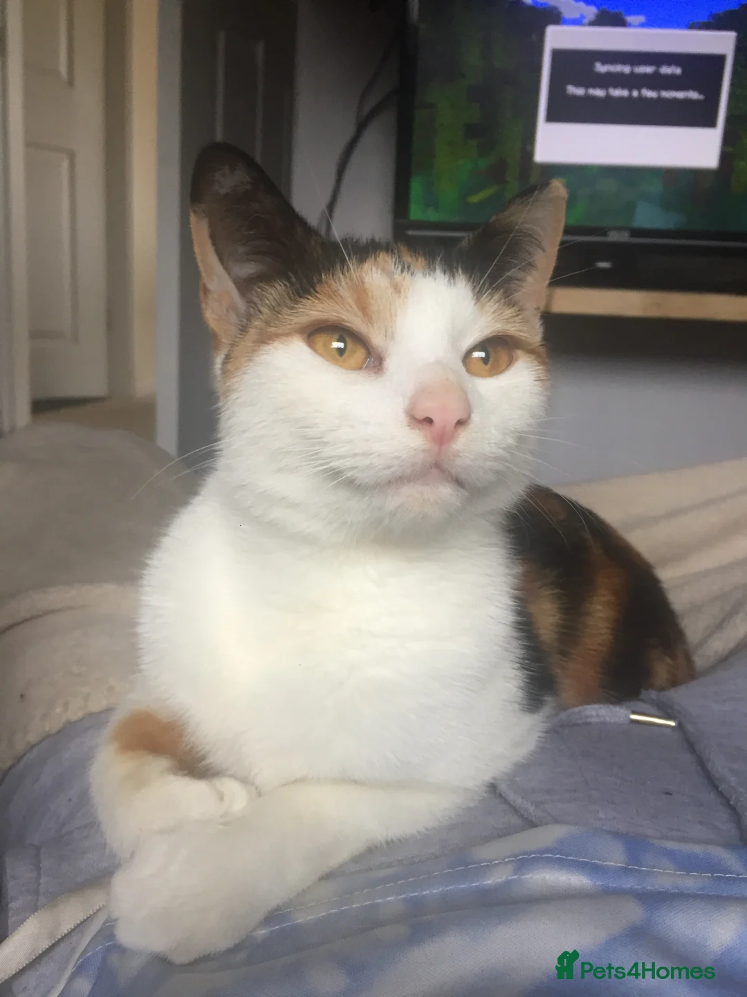 Mixed Breed cats for sale: Two gorgeous kittens - Advert 2