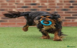 Cavalier King Charles Spaniel dogs for sale: Donna Jays old school type cavalier King Charles  - Image 5