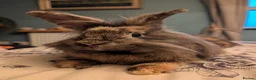 Mini Lion Lop rabbits for sale: Pair of bonded female mini lion lops in Pontefract - Advert 3