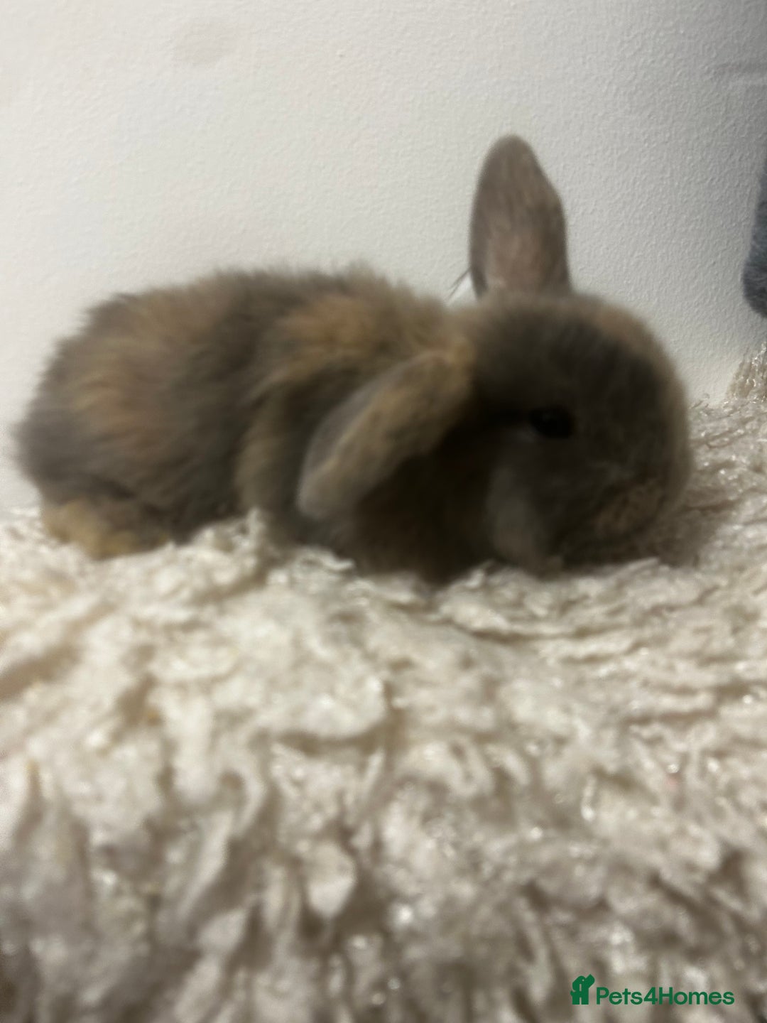 Mini Lop rabbits for sale: READY NOW BOYS - Image 3