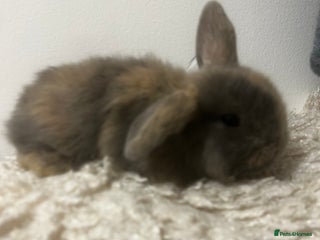 Mini Lop rabbits - Advert 9