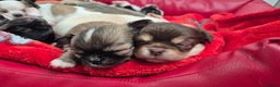 Chihuahua dogs for sale: KC registered Chihuahua puppies  - Advert 23