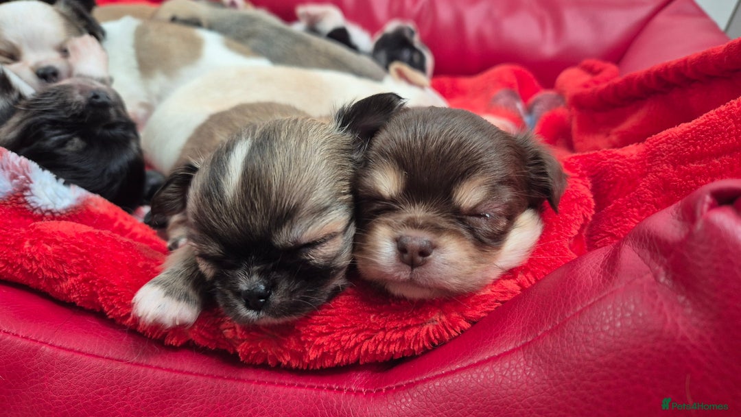 Chihuahua dogs for sale: KC registered Chihuahua puppies  - Advert 23