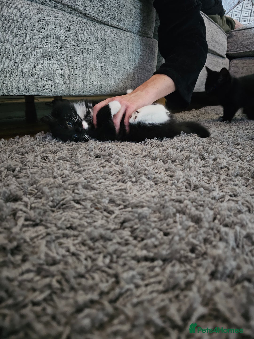 Mixed Breed cats for sale: 4 Gorgeous Bombay-Heritage Kittens- Litter Trained - Advert 36