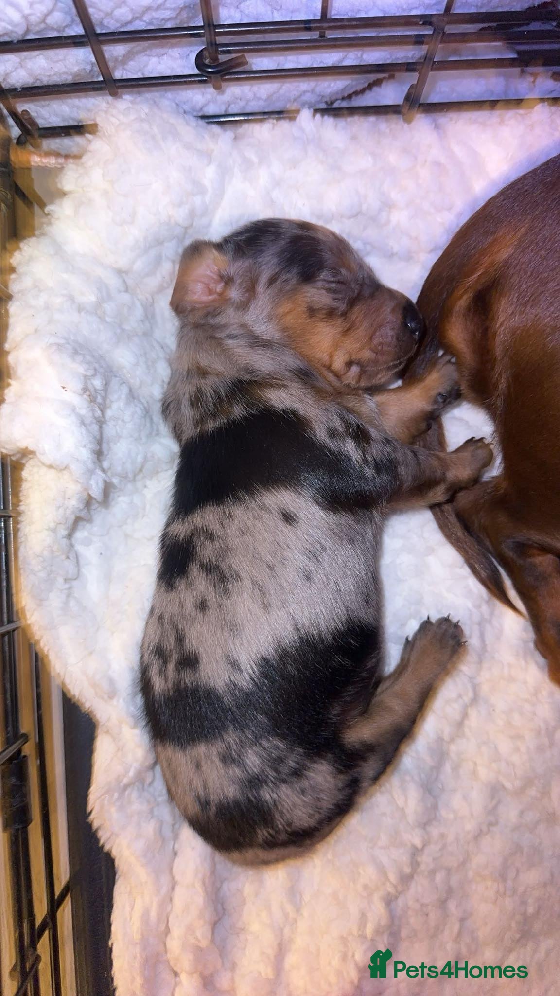 Dachshund dogs Beautiful dachshund puppy  - Advert 15