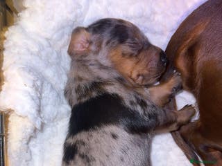 Dachshund dogs Beautiful dachshund puppy - Advert 1