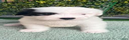 Old English Sheepdog dogs for sale: Old English x St Bernard SCOTLAND - Advert 21