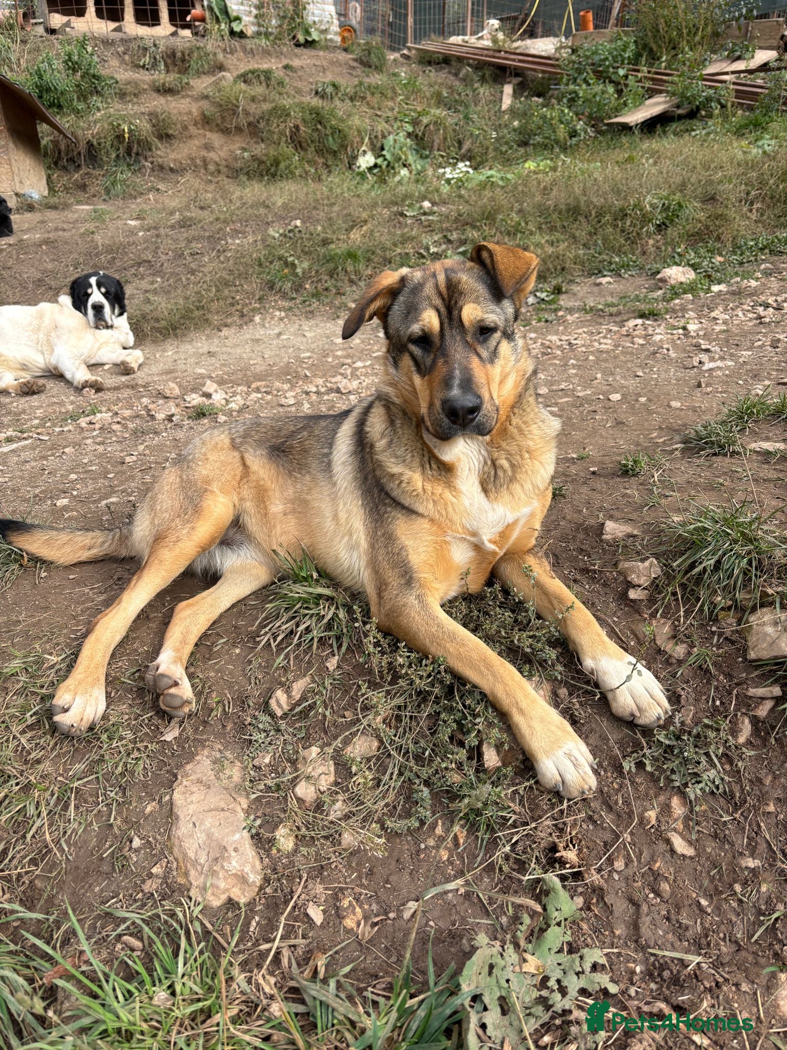 Mixed Breed dogs Lizzie is looking for a dog sibling!  - Advert 12