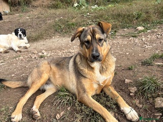 Mixed Breed dogs Lizzie is looking for a dog sibling! - Advert 1