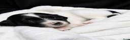 English Springer Spaniel dogs for sale: Outstanding KC Registered Springer Spaniel Puppies - Advert 10