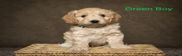 Cockapoo dogs for sale: Beautiful F1 Cockapoo Puppies  - Advert 3