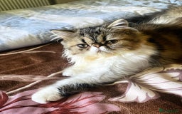 Persian cats for sale: Cute Lazy Persion Boy - Image 11