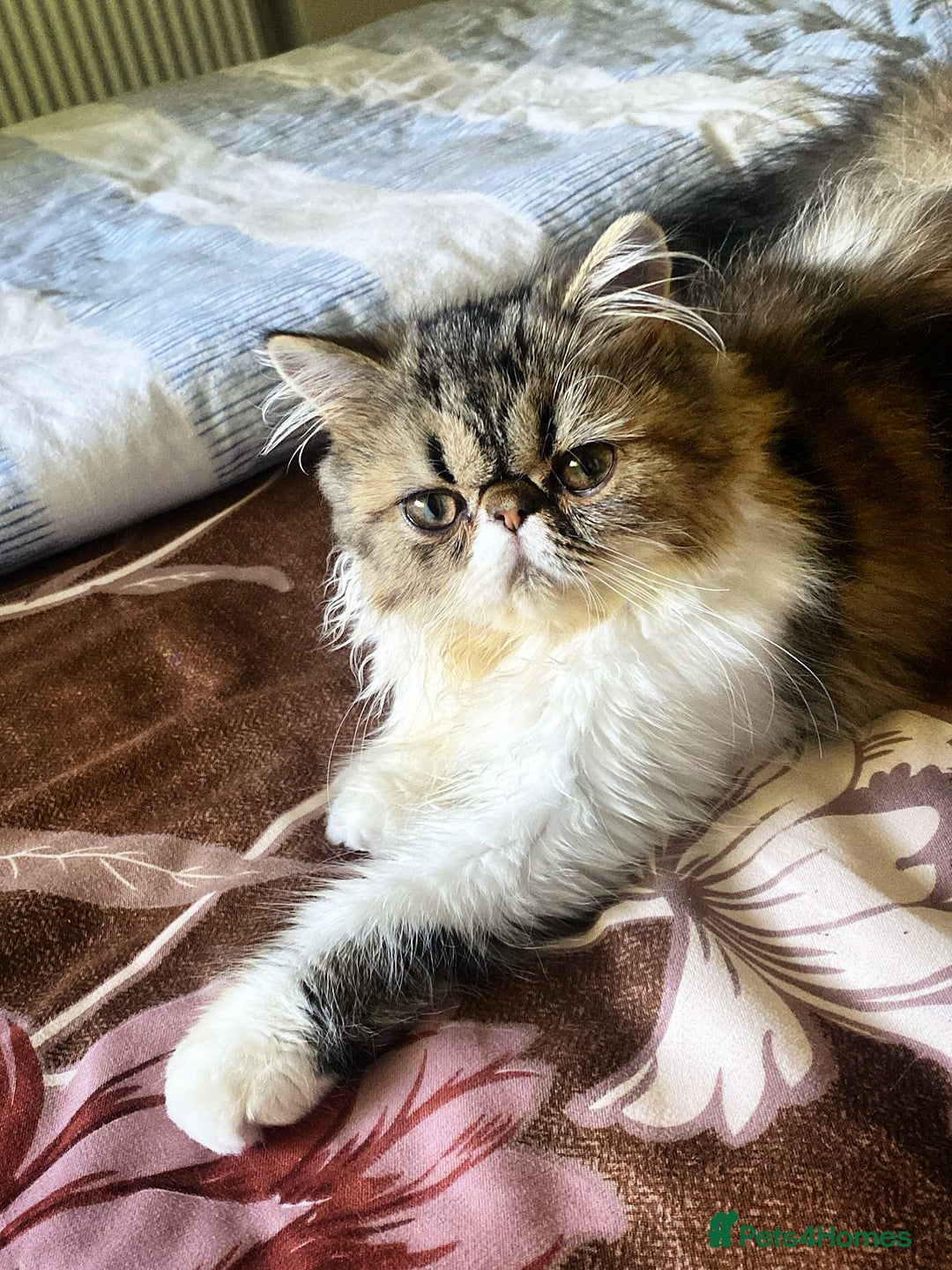 Persian cats for sale: Cute Lazy Persion Boy - Image 11
