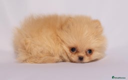Pomeranian dogs for sale: True to type Pomeranian Puppies  - Image 9