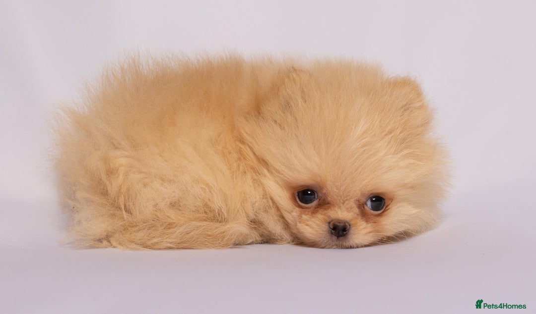 Pomeranian dogs for sale: True to type Pomeranian Puppies  - Image 9