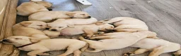 Labrador Retriever dogs for sale: Labrador Puppies  - Advert 11