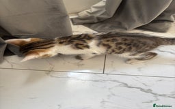 Bengal cats for sale: Bengal Kittens Ready2Go (Mother is TICA certified) in London - Image 16