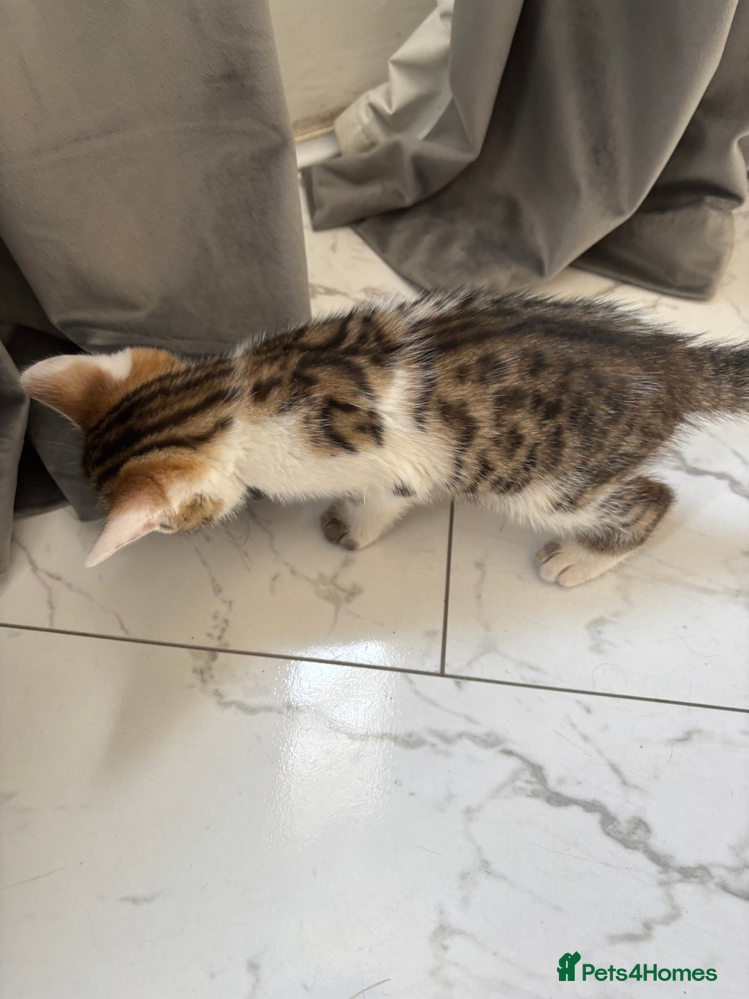 Bengal cats for sale: Bengal Kittens Ready2Go (Mother is TICA certified) in London - Image 16